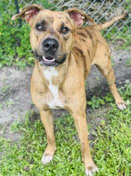 Rescue Mixed Breed Dogs for Adoption in St. Augustine, Florida - Duke | PetCurious