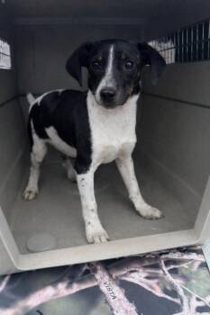 Dachshund Dogs Available for Adoption - Cutter 26D-039 | PetCurious