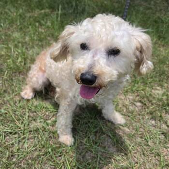 Asher -  Miniature Poodle Dog for Adoption in Foley, Alabama - Asher | PetCurious