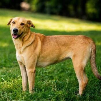 Gladys -  Carolina Dog and Yellow Labrador Retriever Dog for Adoption in Williston, Vermont - Gladys | PetCurious