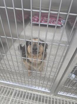 Shepherd Dogs Available for Adoption in Glenfield, New York - Ella | PetCurious