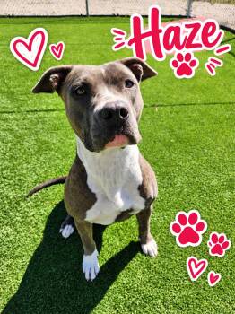 Haze -  Pit Bull Terrier Dog for Adoption in Truth Or Consequences, New Mexico - Haze | PetCurious