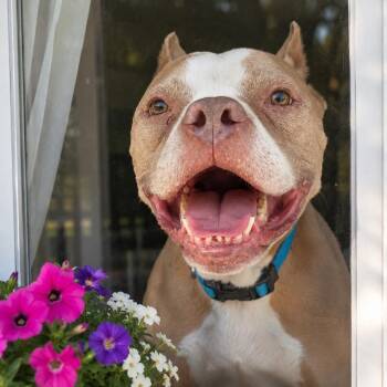 Lilly -  Pit Bull Terrier Dog for Adoption in Brentwood, Tennessee - Lilly | PetCurious