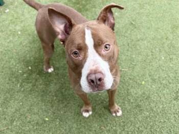 Pit Bull Terrier and Mixed Breed Dogs Available for Adoption in Brentwood, Missouri - PACO | PetCurious
