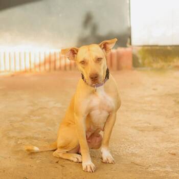 Rescue Mixed Breed Dogs for Adoption in San Juan, San Juan - Sol | PetCurious