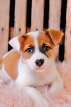 Lillian -  Bernese Mountain Dog and Australian Shepherd Dog for Adoption in San Diego, California - Lillian | PetCurious