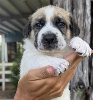 German Shepherd Dog Dogs Available for Adoption in Davis, California - The Sandlot Litter | PetCurious