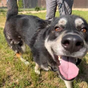 Boris -  Husky Dog for Adoption in Lyndhurst, Virginia - Boris | PetCurious