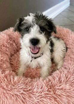 Rose -  Havanese Dog for Adoption in Rockwall, Texas - Rose | PetCurious