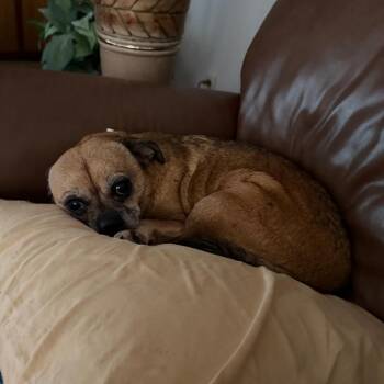 Gracie C-34369 -  Chihuahua and Pug Dog for Adoption in Oklahoma City, Oklahoma - Gracie C-34369 | PetCurious