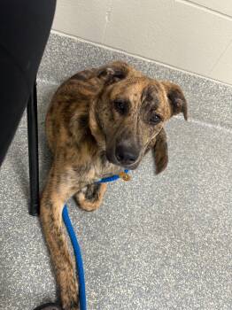 Rescue Mixed Breed Dogs for Adoption in Media, Pennsylvania - Hunkie | PetCurious