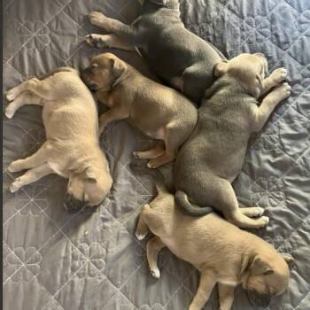 The M&M Family - Minnie -  Labrador Retriever and Mixed Breed Dog Available for Adoption in Fairfax, Virginia - The M&M Family - Minnie | PetCurious