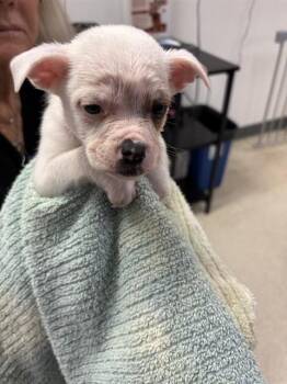 BLONDIE -  Staffordshire Bull Terrier and Labrador Retriever Dog for Adoption in Sugar Land, Texas - BLONDIE | PetCurious