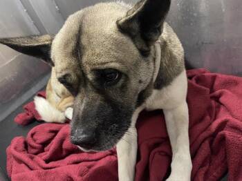 Akita Dogs Available for Adoption - CORNELIUS | PetCurious