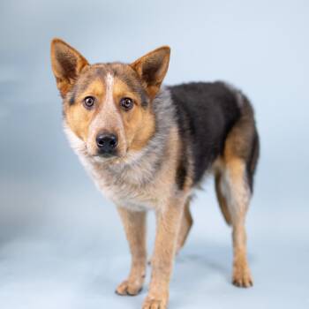 Australian Cattle Dog Blue Heeler Dogs Available for Adoption in Portland, Oregon - Levi | PetCurious