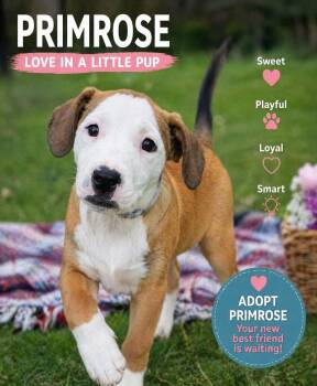 Boxer Dogs Available for Adoption in Fosters, Alabama - PRIMROSE ADALINE | PetCurious