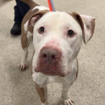 American Bulldog Dogs Available for Adoption in Valparaiso, Indiana - Marty | PetCurious