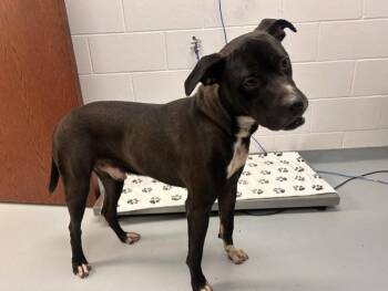 IKEA -  Mixed Breed Dog for Adoption in St. Cloud, Florida - IKEA | PetCurious