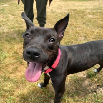 Terrier Dogs Available for Adoption in Montgomery, Alabama - Tiffany | PetCurious