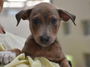 Orion -  Pit Bull Terrier and Anatolian Shepherd Dog for Adoption in Portland, Oregon - Orion | PetCurious