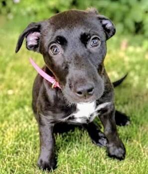 Maple Chiffon -  Mixed Breed Dog for Adoption in Westfield, New York - Maple Chiffon | PetCurious