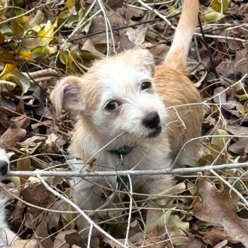 Terrier Dogs Available for Adoption - Moko | PetCurious