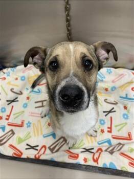 BANDIT -  Chihuahua and Labrador Retriever Dog for Adoption in Fairbanks, Alaska - BANDIT | PetCurious