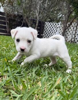 Mixed Breed Dogs Available for Adoption in Sunrise, Florida - Paloma | PetCurious