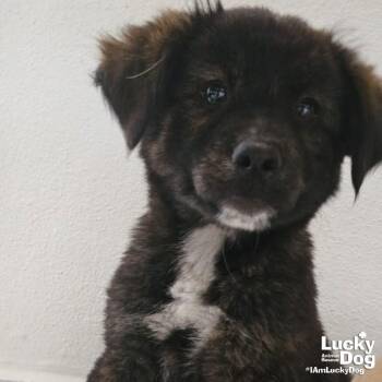 Indigo -  Australian Shepherd and Cattle Dog Dog for Adoption in Washington, District Of Columbia - Indigo | PetCurious