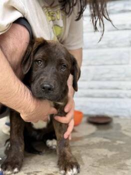 Mastiff and Mixed Breed Dogs Available for Adoption in Morton Grove, Illinois - Oscar | PetCurious