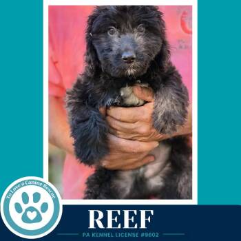 Reef(Seashore Squad) 101726 -  Poodle Dog for Adoption in Kimberton, Pennsylvania - Reef(Seashore Squad) 101726 | PetCurious