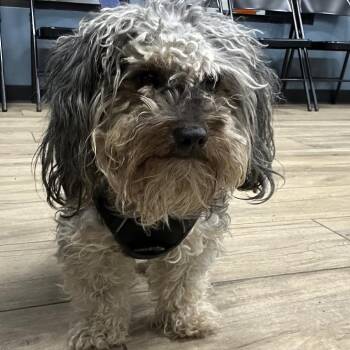 Yorkshire Terrier and Poodle Dogs Available for Adoption - Travis Barker | PetCurious