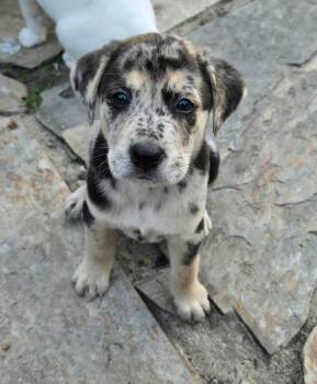 Kiva -  Great Pyrenees Dog for Adoption in Wando, South Carolina - Kiva | PetCurious
