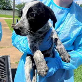 Bandit -  Mixed Breed and Cattle Dog Dog for Adoption in Corinth, Mississippi - Bandit | PetCurious