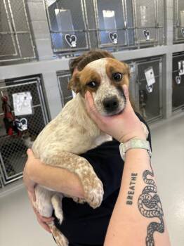 Australian Cattle Dog Blue Heeler Dogs Available for Adoption - Magnolia | PetCurious