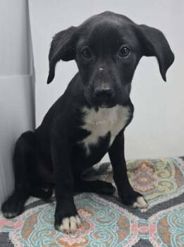 Labrador Retriever Dogs Available for Adoption in Brewster, New York - Jenny (J Duo) | PetCurious
