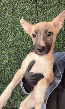 Shepherd and Mixed Breed Dogs Available for Adoption - 60633359 | PetCurious