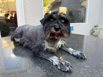 Shay -  Schnauzer Dog for Adoption in Los Angeles, California - Shay | PetCurious