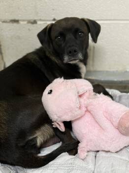 Rescue Cocker Spaniel and Chihuahua Dogs for Adoption in Fayetteville, West Virginia - Mitzy (Momma Dog) | PetCurious