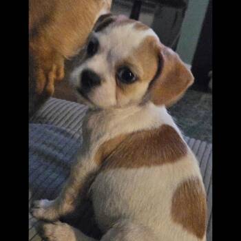 Roll -  French Bulldog and Shih Tzu Dog for Adoption in Midlothian, Virginia - Roll | PetCurious