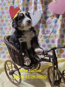 Bernese Mountain Dog Dogs Available for Sale - Miss Yellow | PetCurious