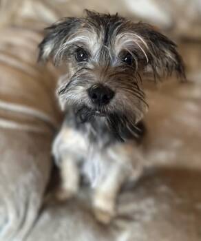 Rescue Lhasa Apso and Jack Russell Terrier Dogs for Adoption in Grand Prairie, Texas - TEDDY | PetCurious