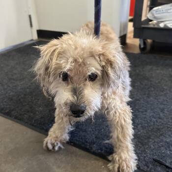 ND Stray Terrier Mix -  Terrier and Mixed Breed Dog for Adoption in Newberg, Oregon - ND Stray Terrier Mix | PetCurious