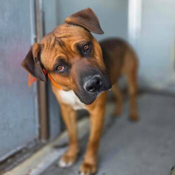 Link -  Mixed Breed Dog for Adoption in Bellingham, Washington - Link | PetCurious