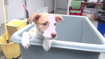 MILLIE -  Siberian Husky and Mixed Breed Dog for Adoption in Omaha, Nebraska - MILLIE | PetCurious