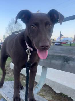 Labrador Retriever Dogs Available for Adoption - Ollie 2026-75 | PetCurious