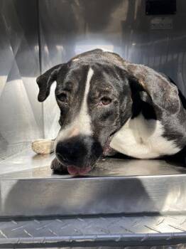 ARESA -  Mixed Breed Dog for Adoption in Dallas, Texas - ARESA | PetCurious