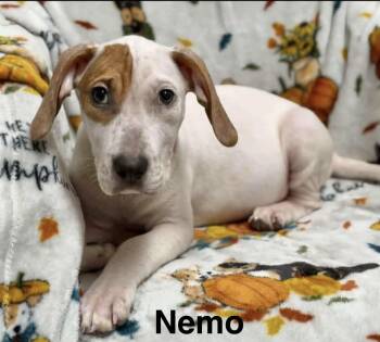 Nemo -  Hound Dog for Adoption in Manchester, Connecticut - Nemo | PetCurious