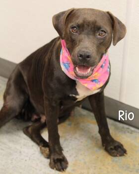 Pit Bull Terrier Dogs Available for Adoption - Rio | PetCurious