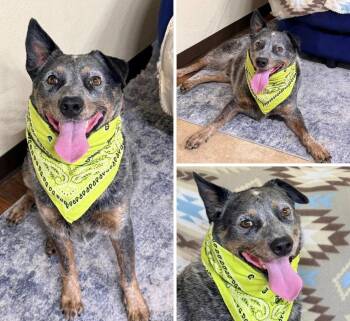 Iggy -  Australian Cattle Dog Blue Heeler Dog for Adoption in Weatherford, Texas - Iggy | PetCurious